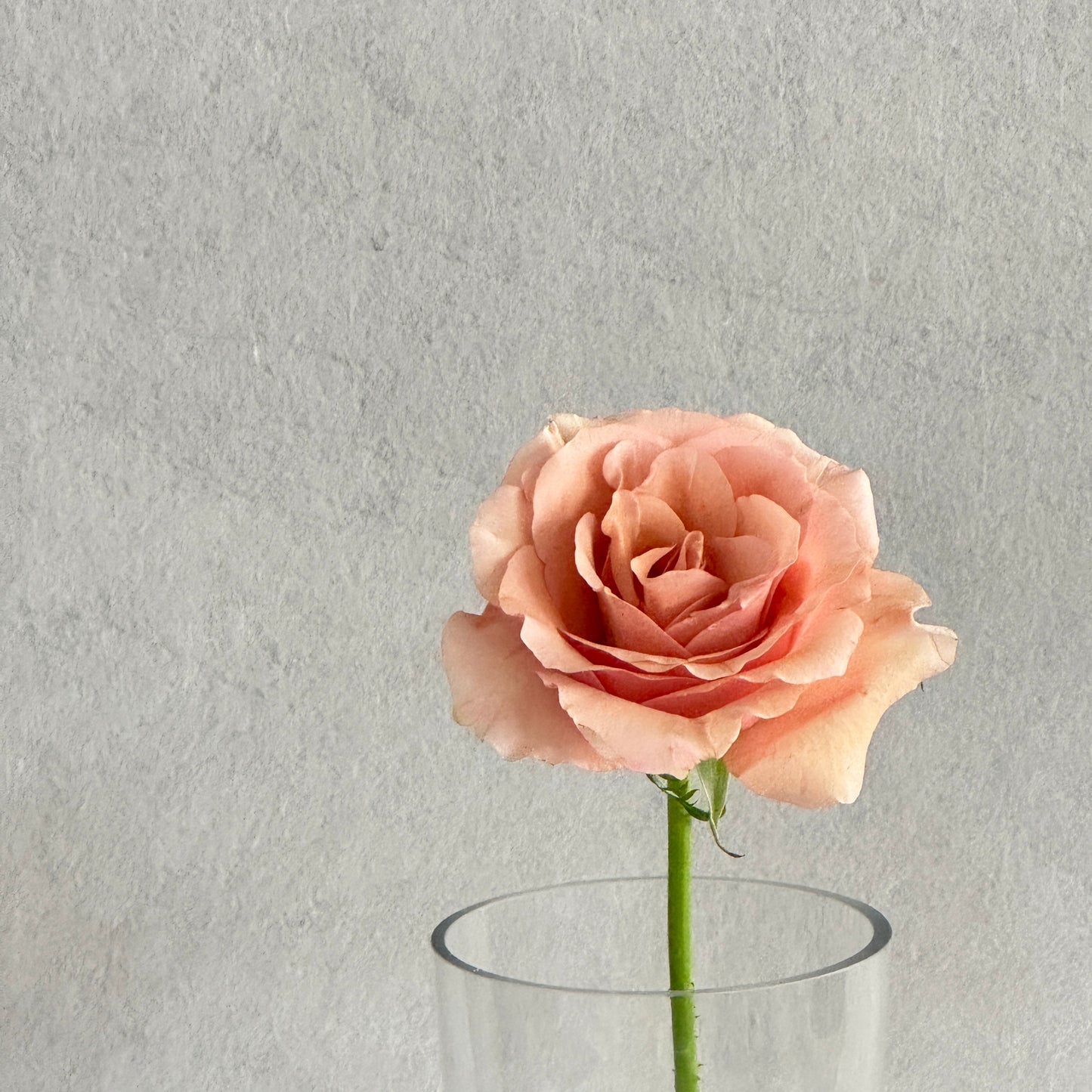 Cappuccino rose