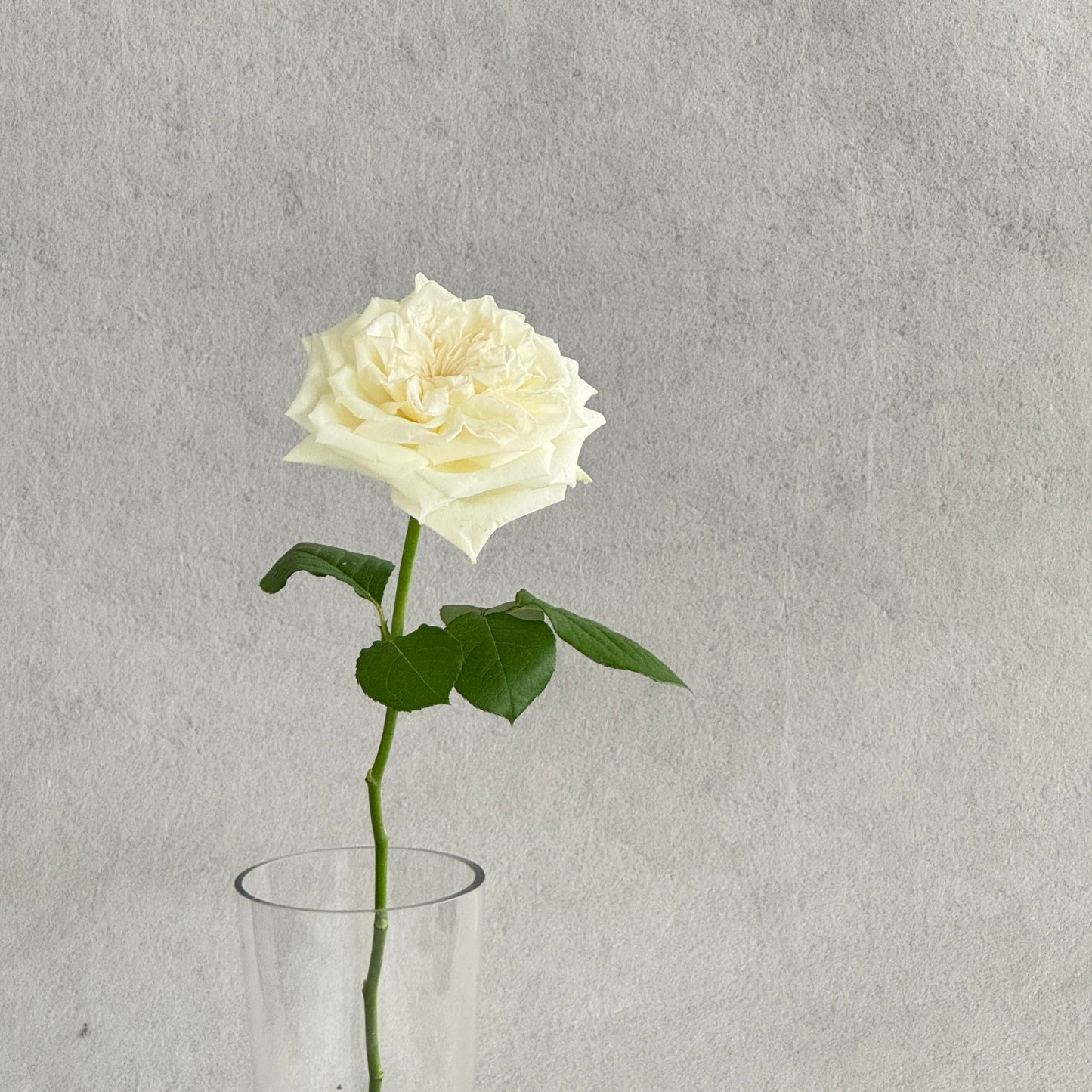 Pure rose