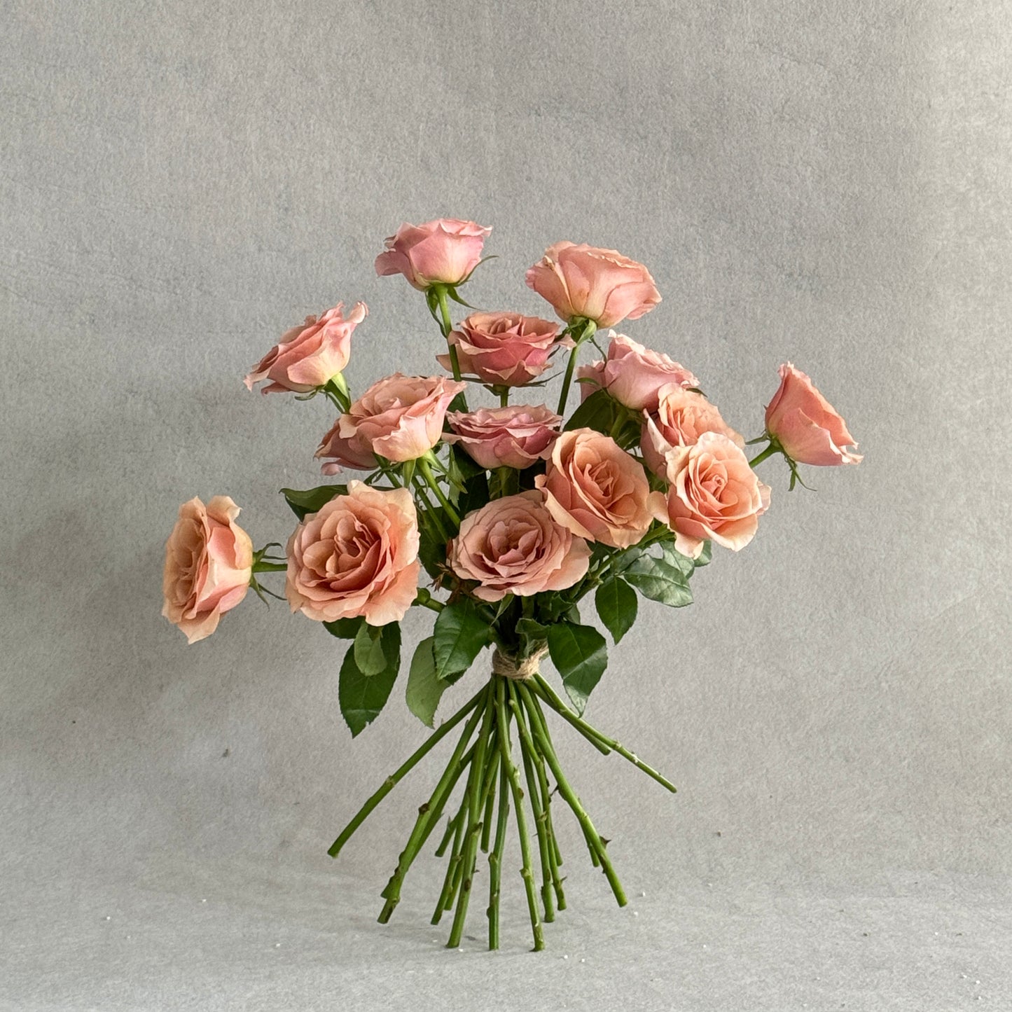 Cappuccino rose