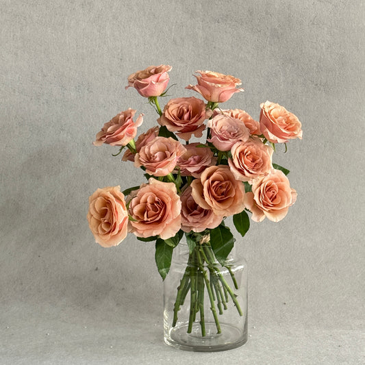 Cappuccino rose